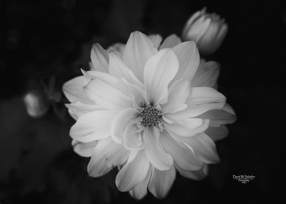 Ethereal Begonia Flower Photography Art | David W Schafer
