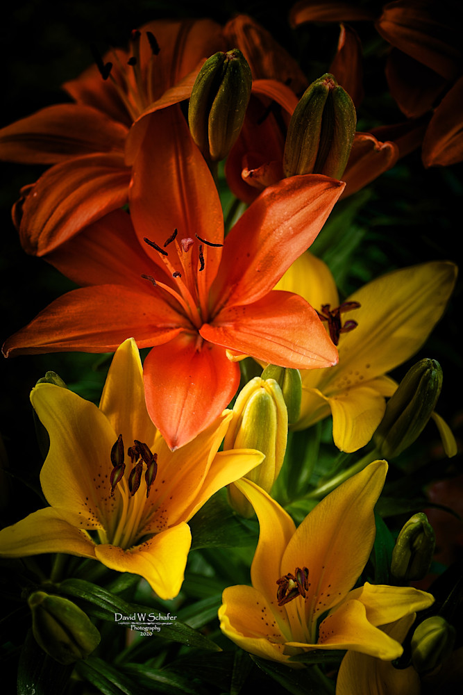 Yellow & Orange Tiger Lilies Photography Art | David W Schafer