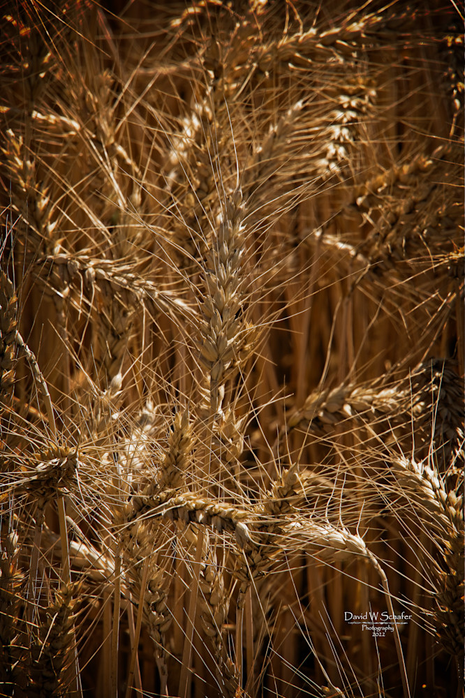 Barley Before Harvest Photography Art | David W Schafer