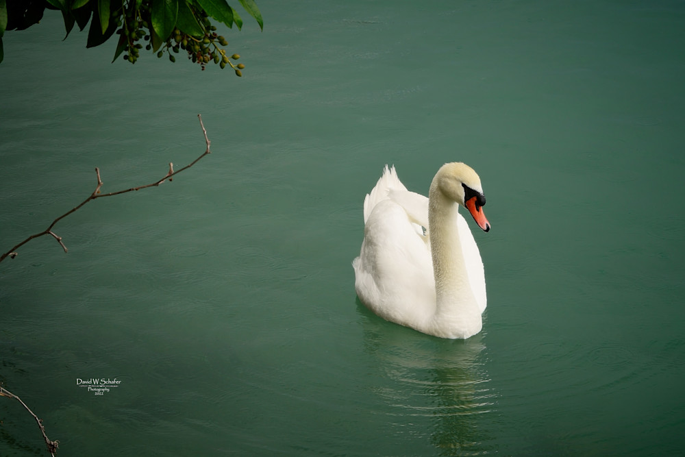 Elegant Swan Photography Art | David W Schafer