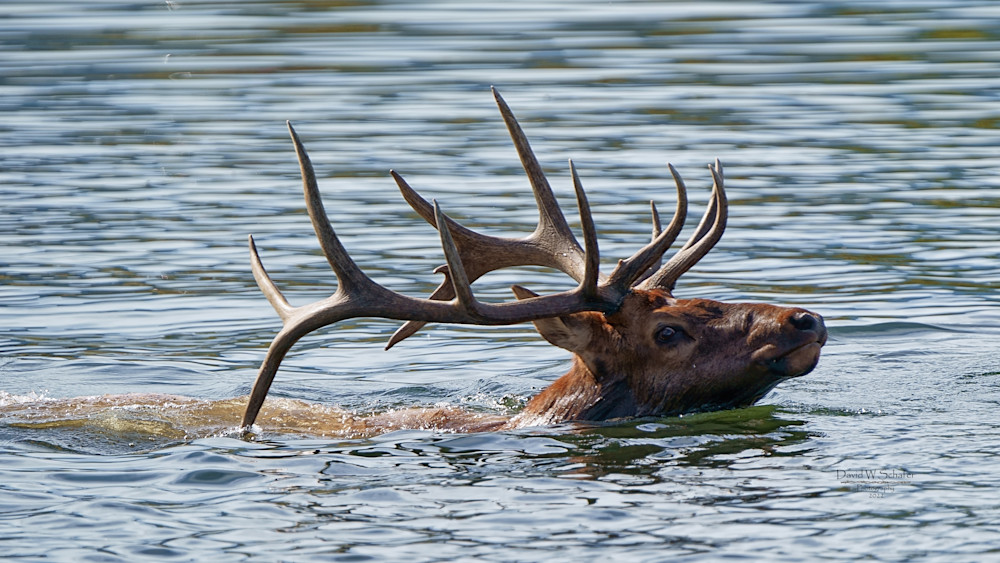 Swimming Bull Elk Photography Art | David W Schafer