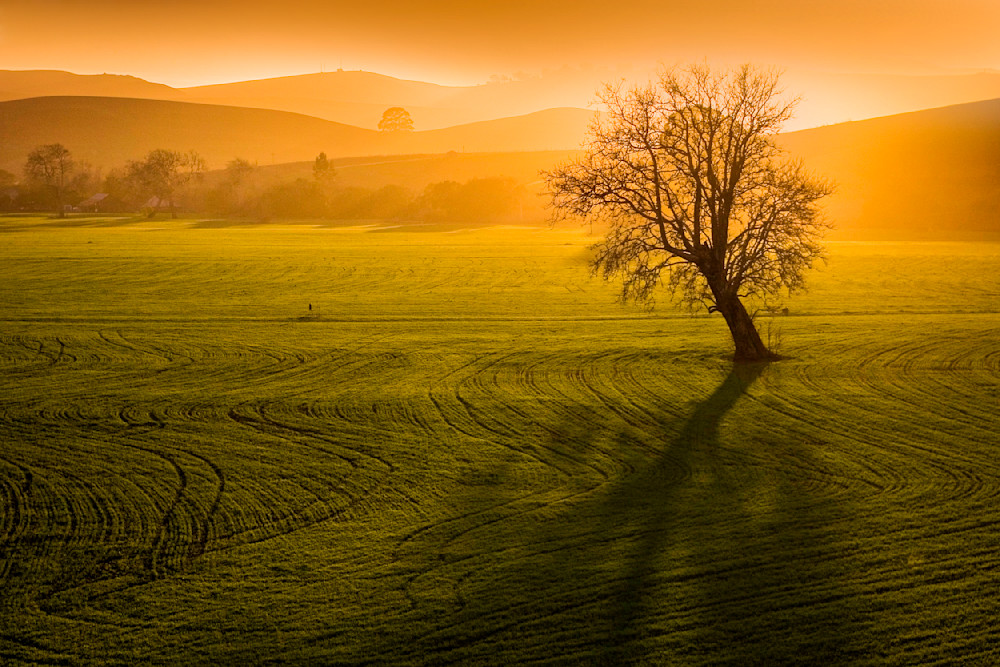 Solitary Sentinel Photography Art | Joshua Smith Photo