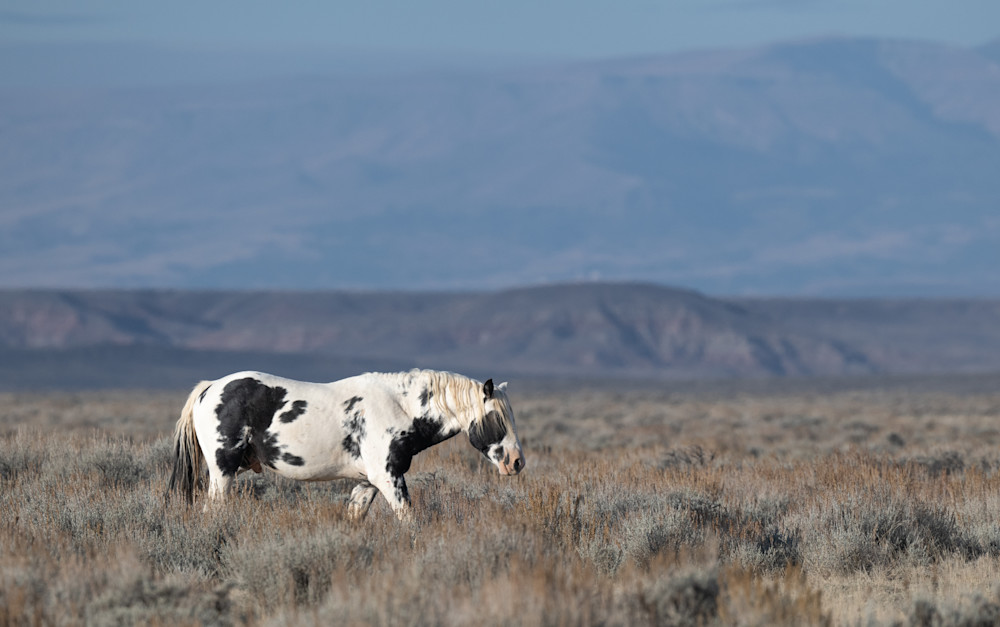 Across The High Desert Photography Art | Kimberley Spencer Photography