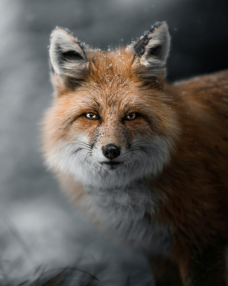 Red Fox Portrait Photography Art | Jeff N Brenner Photography