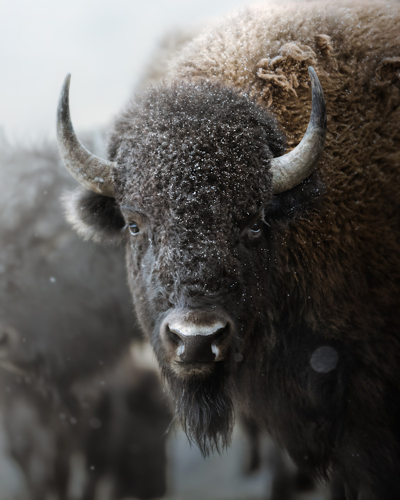 Frosted Bull Photography Art | Jeff N Brenner Photography