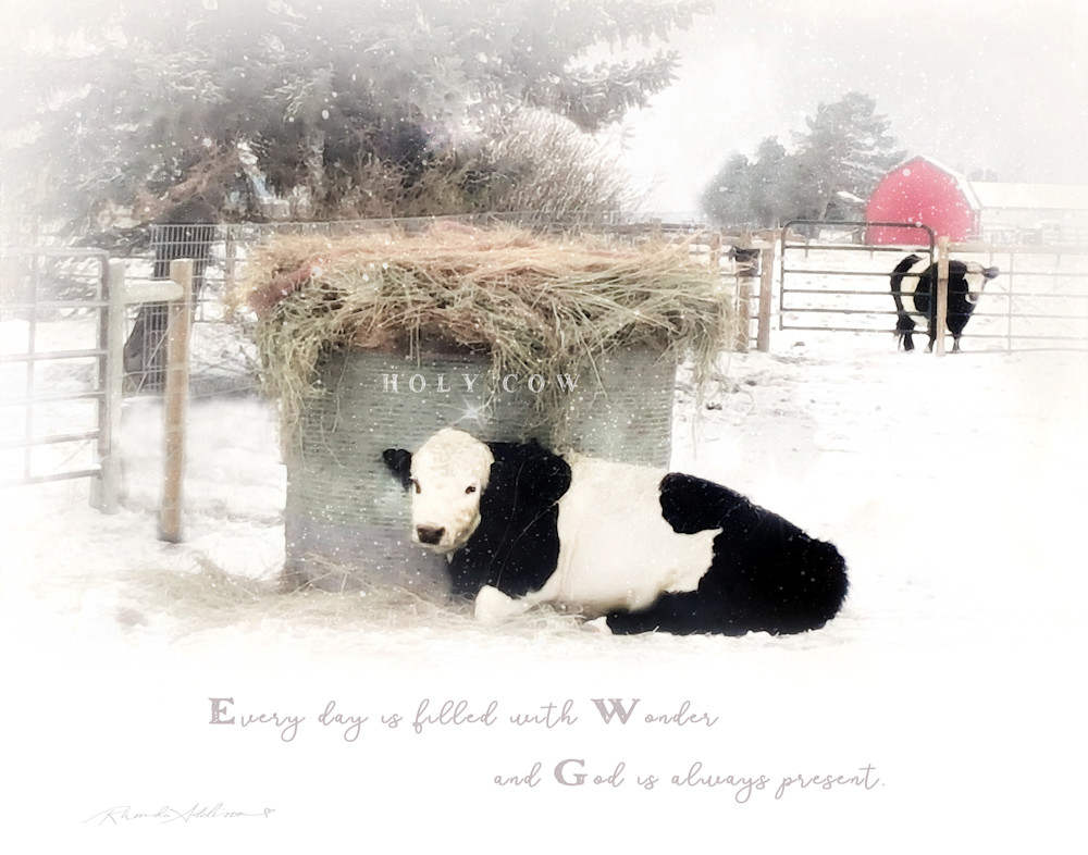 Belted Galloway Cow Art