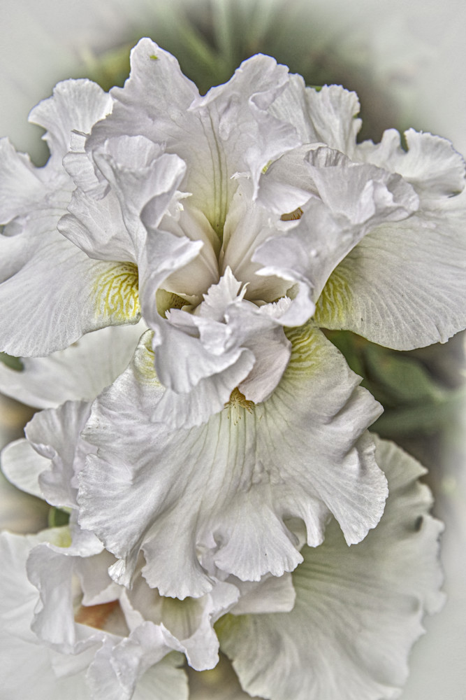 White Iris, satin shades of white with subtle soft tones of color.