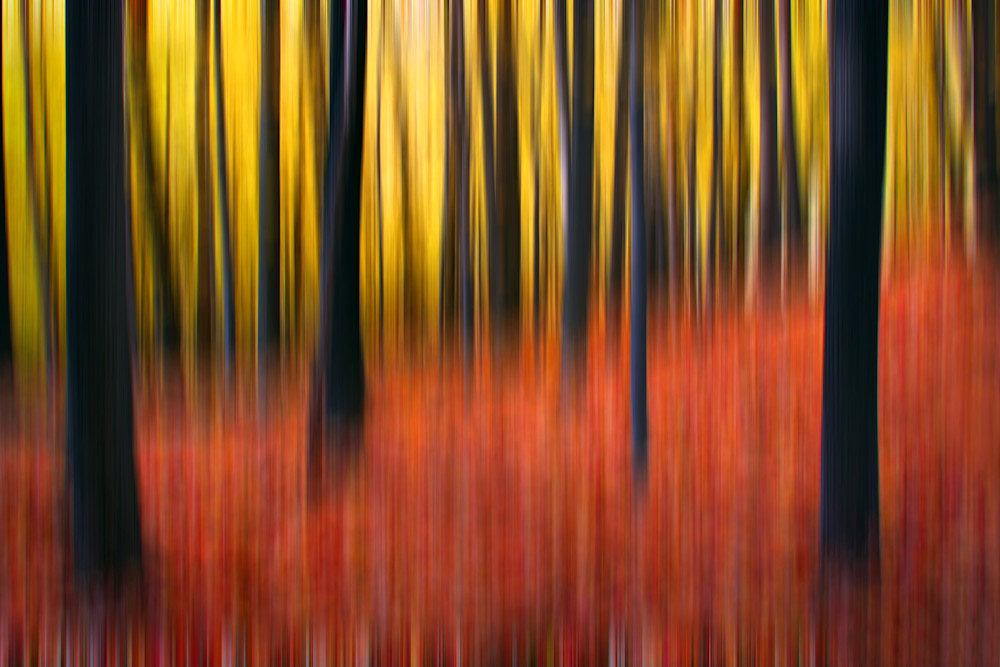Forest Abstraction Photography Art | 3rdEye Photographic