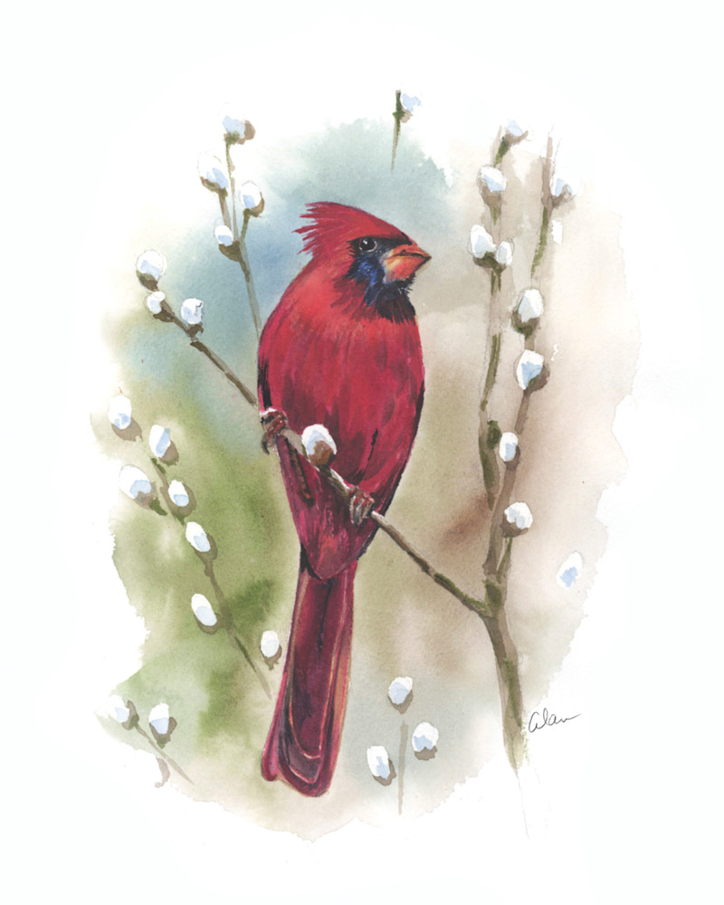 Cardinal In Pussywillows Art | Art by Alan Furst