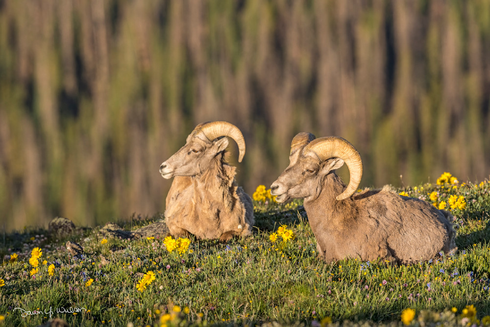 Bighorn_sheep_ram_RMNP_2018_2