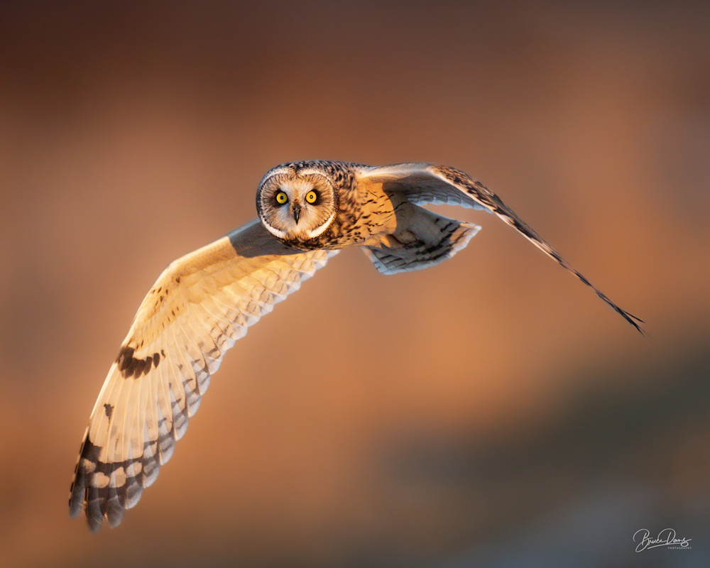 Short Eared Owl Stare