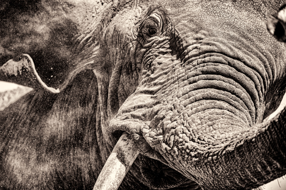 Elephant Fury Photography Art | James Ward Nature Photography