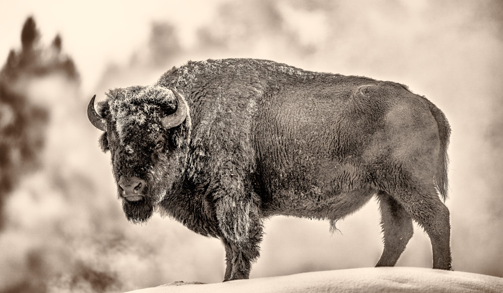 Frosted Bison Photography Art | James Ward Nature Photography