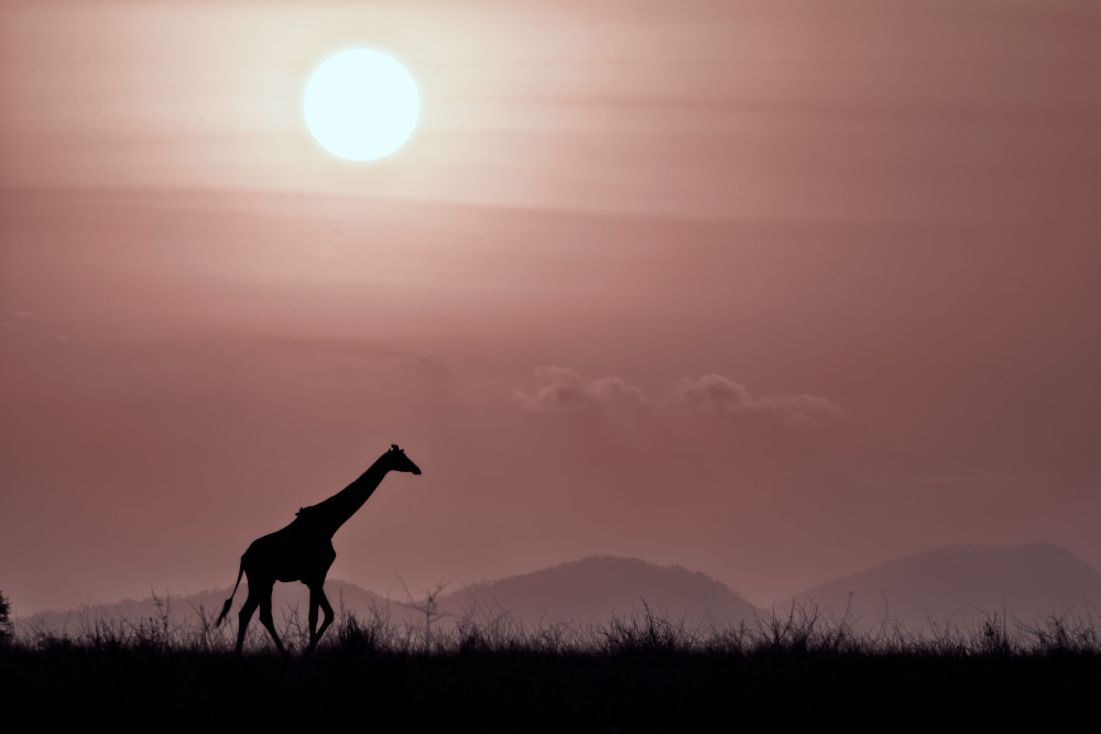 Giraffe Sunrise Photography Art | James Ward Nature Photography