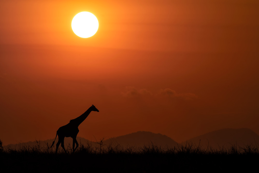 Giraffe Sunrise Photography Art | James Ward Nature Photography