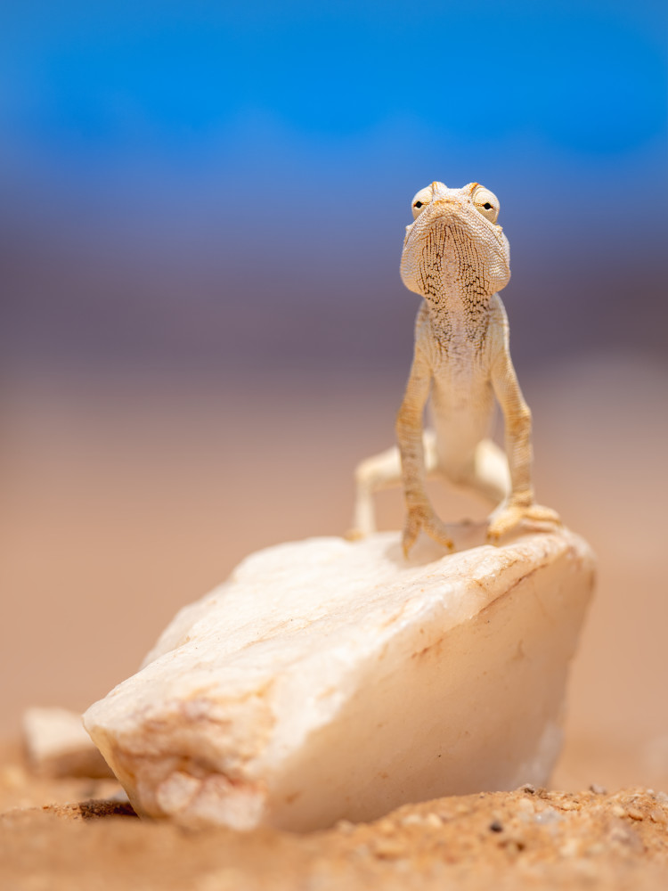 Camouflage Photography Art | James Ward Nature Photography