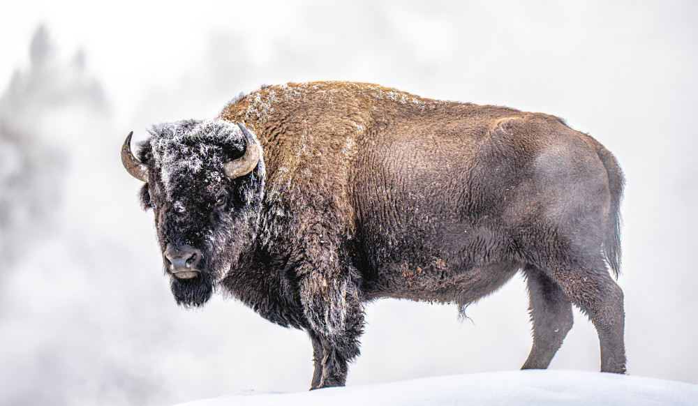 Frosted Bison Photography Art | James Ward Nature Photography