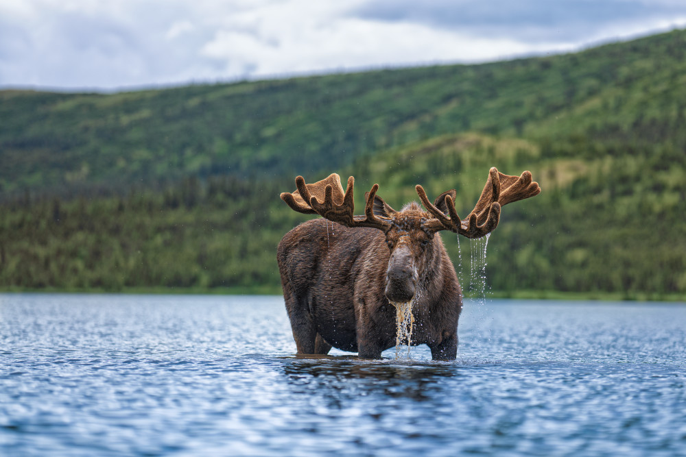 Mangy Moose Photography Art | James Ward Nature Photography