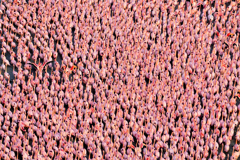 Where's Waldo Photography Art | James Ward Nature Photography