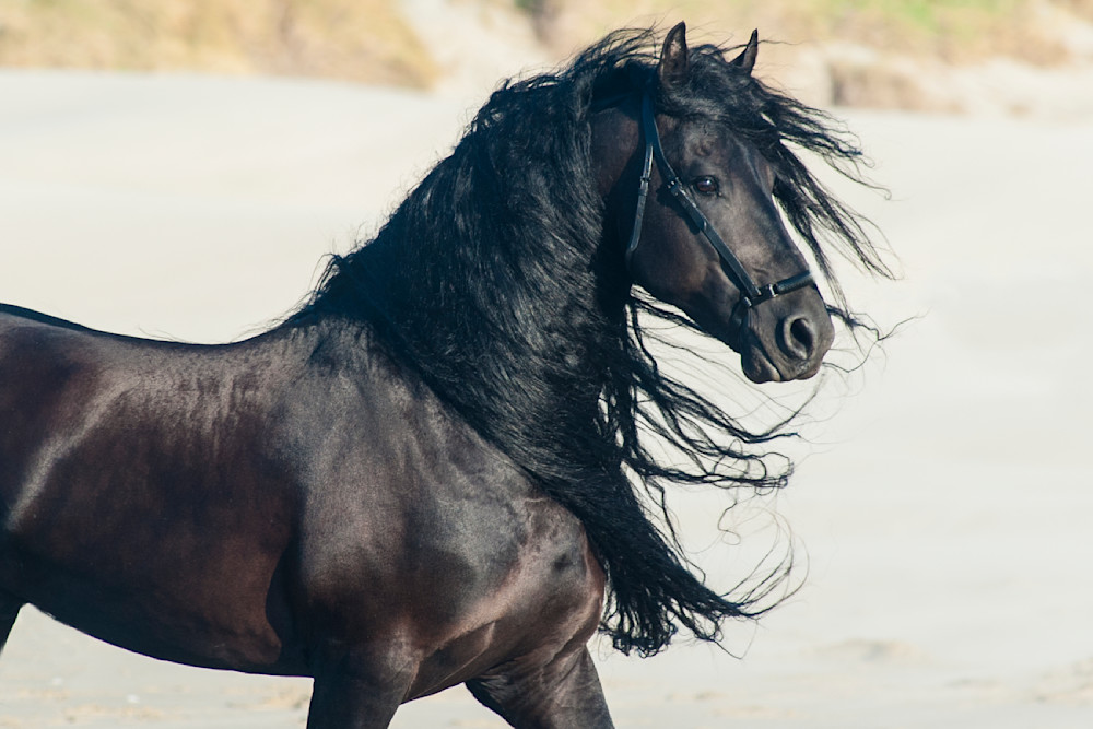Amazing Long Mane | Black Stallion Friesian Horse