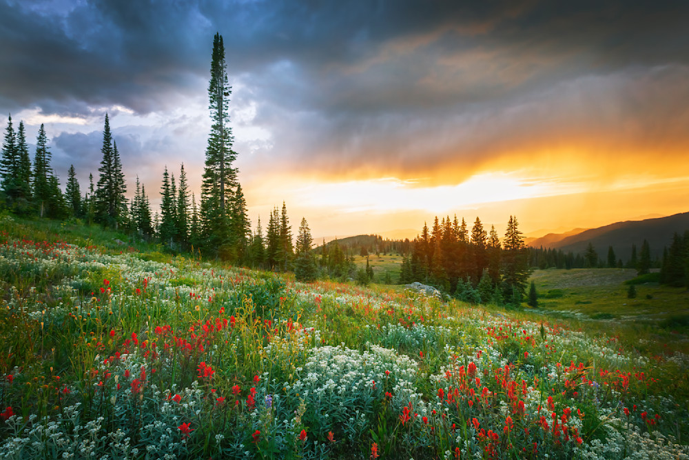 Buffalo Pass Wildflowers
