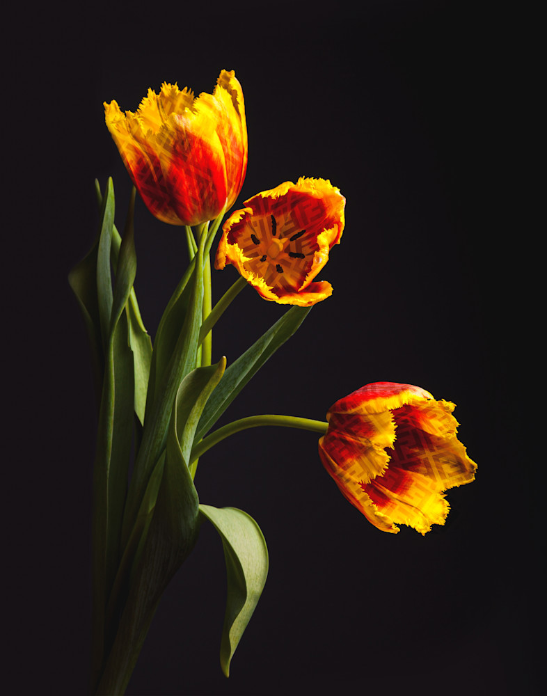 Designer Flowers 6 Photography Art | KFP Pop UP