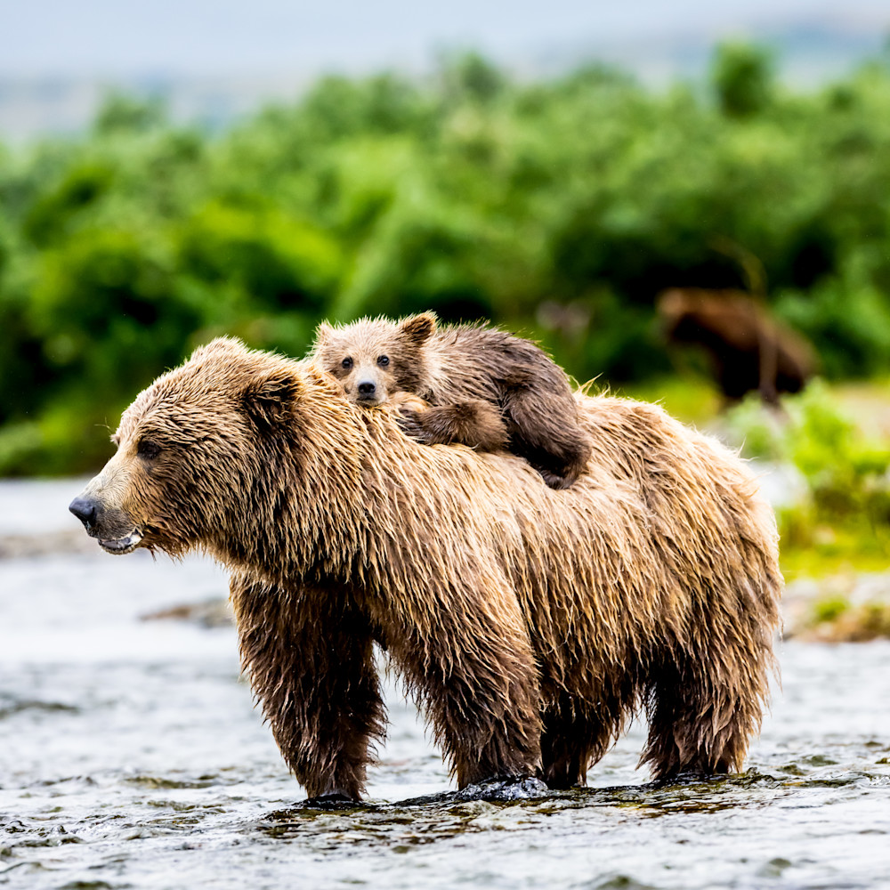 Bear Cub Art Photography Brown Bear
