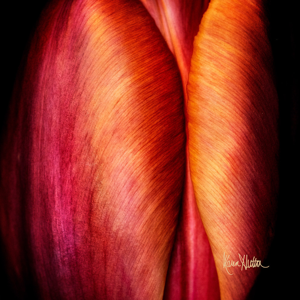 Tulipianne Throw Pillow Art | Karen Hutton Fine Art