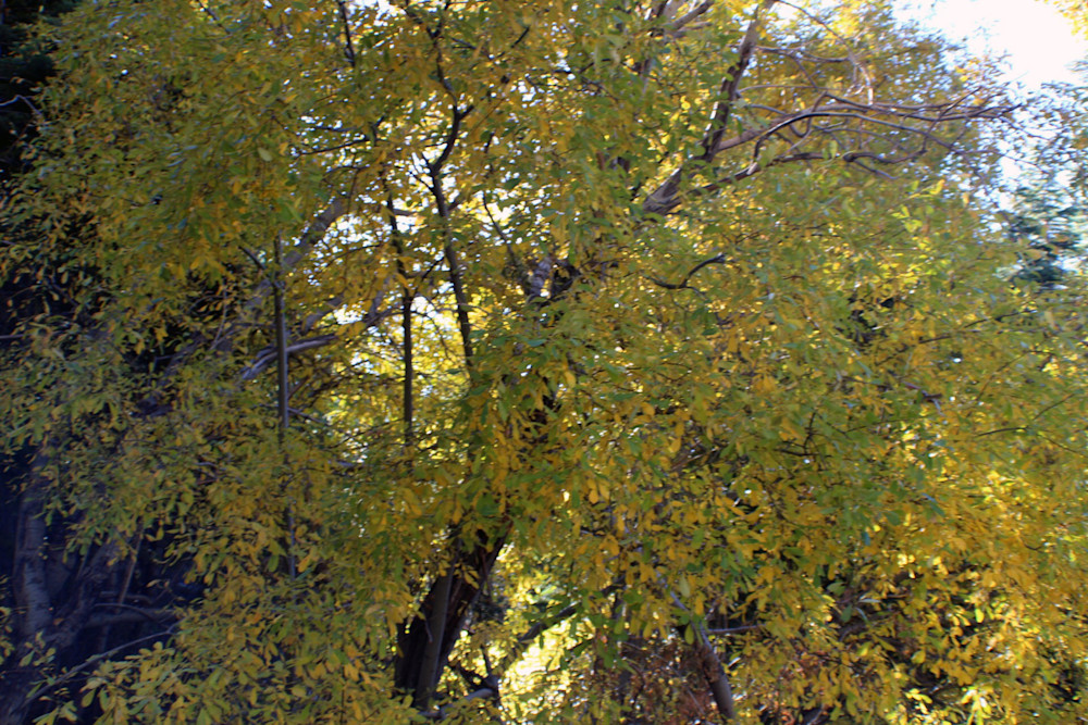 early-fall