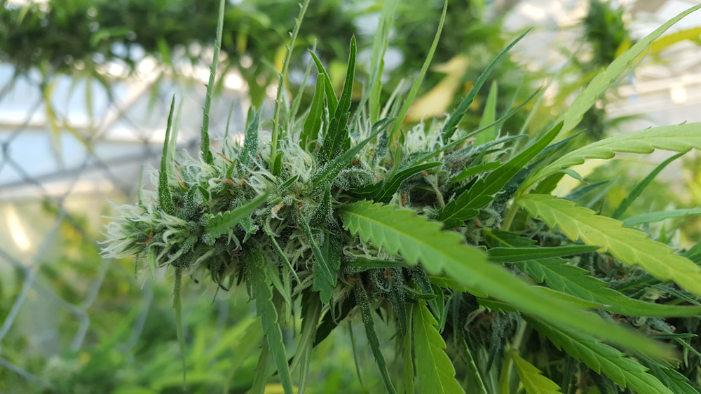 baby-bud