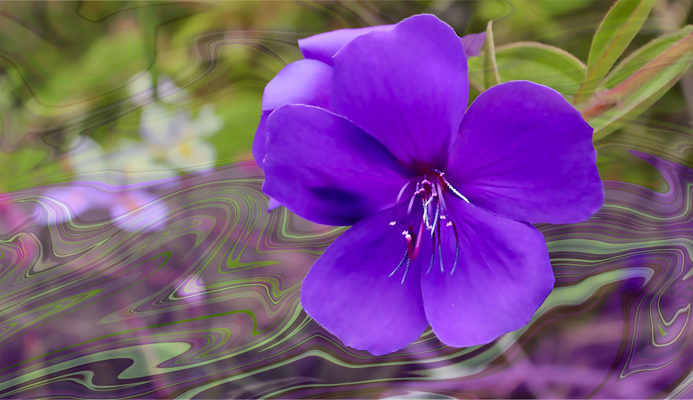 spirit-of-tibouchina