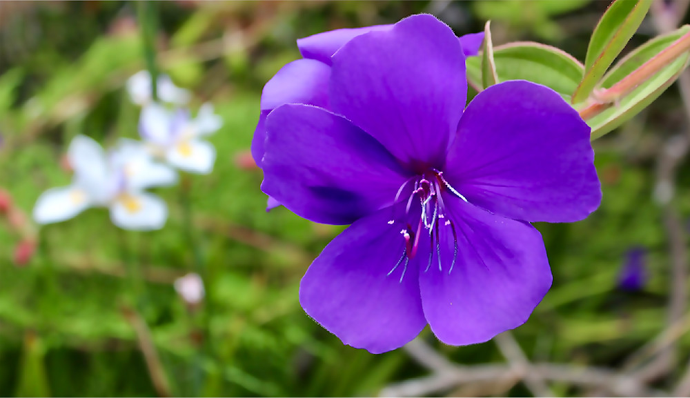 tibouchina