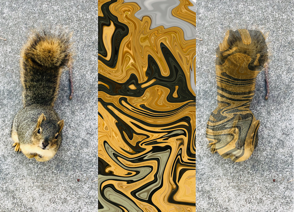 Tiger Squirrel Art | Intuography.com