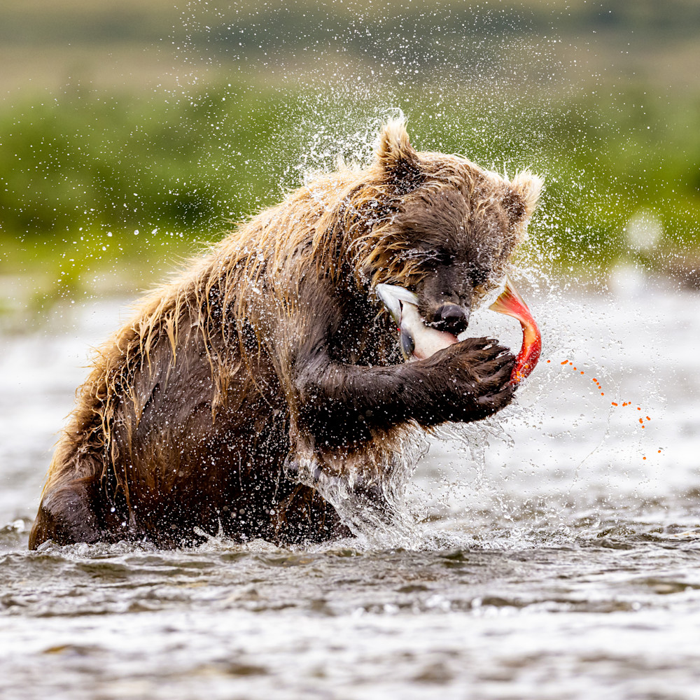 Captivated Brown Bear Fishing Alaska Colorado Born Images