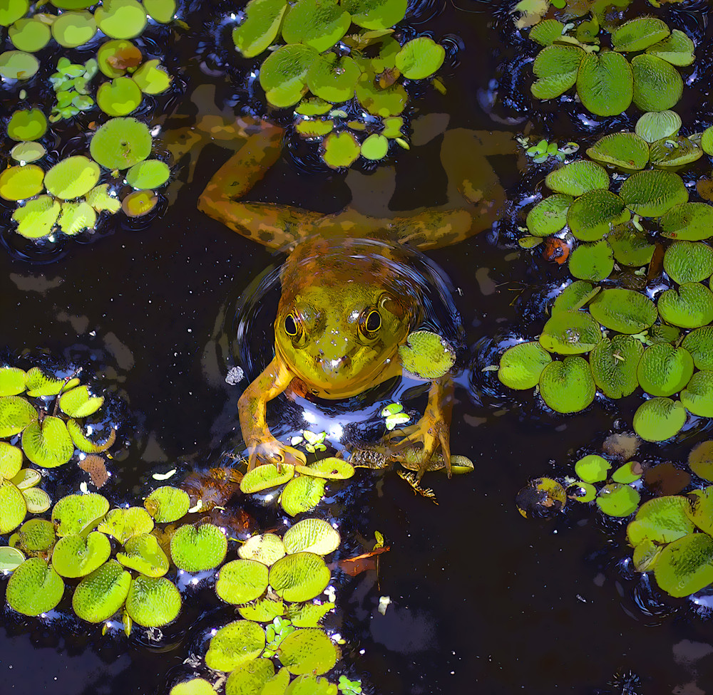 Green Frog Photography Art | Playful Gallery by Rob Harrison