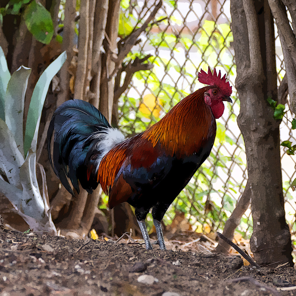 Rooster  Photography Art | Playful Gallery by Rob Harrison