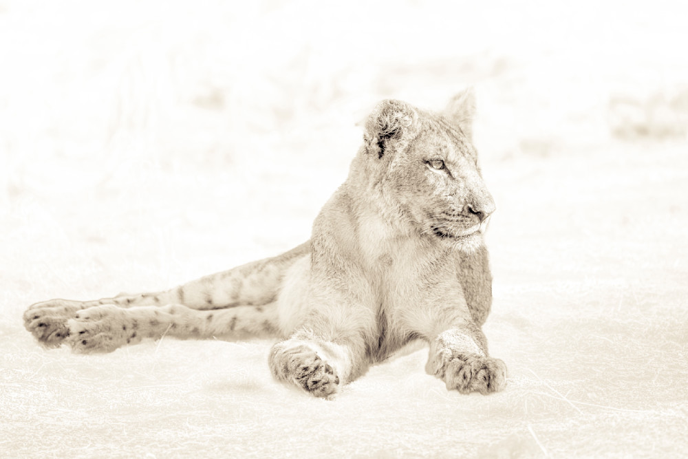 Bomani Lioness #2 Photography Art | Patricia Claire Photography