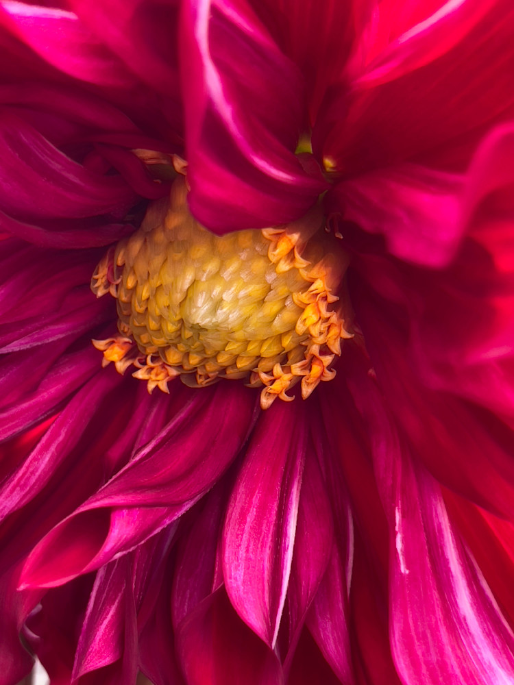 Grand Dahlia Photography Art | Kathleen Messmer Photography