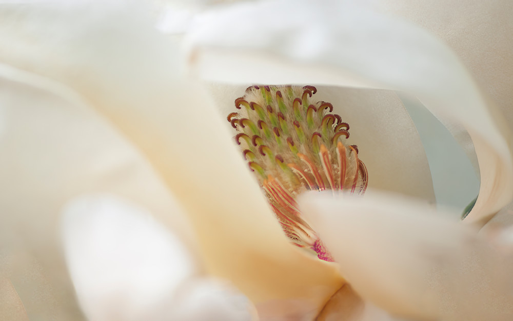 Supine Magnolia Photography Art | Kathleen Messmer Photography