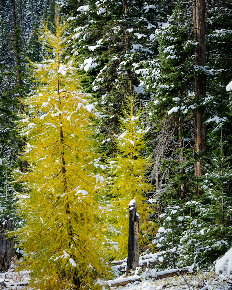 Autumn Tamarac, Mt Hood National Forest, Oregon, 2022