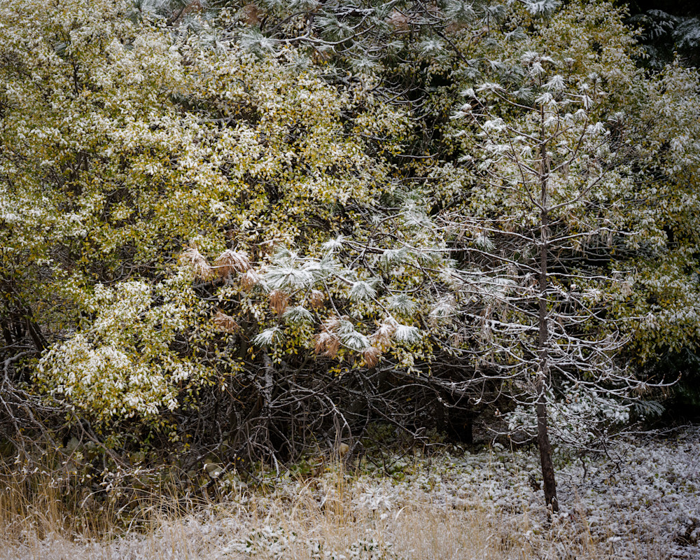 Fresh Autumn Snow, Mt Hood National Forest, Oregon, 2022