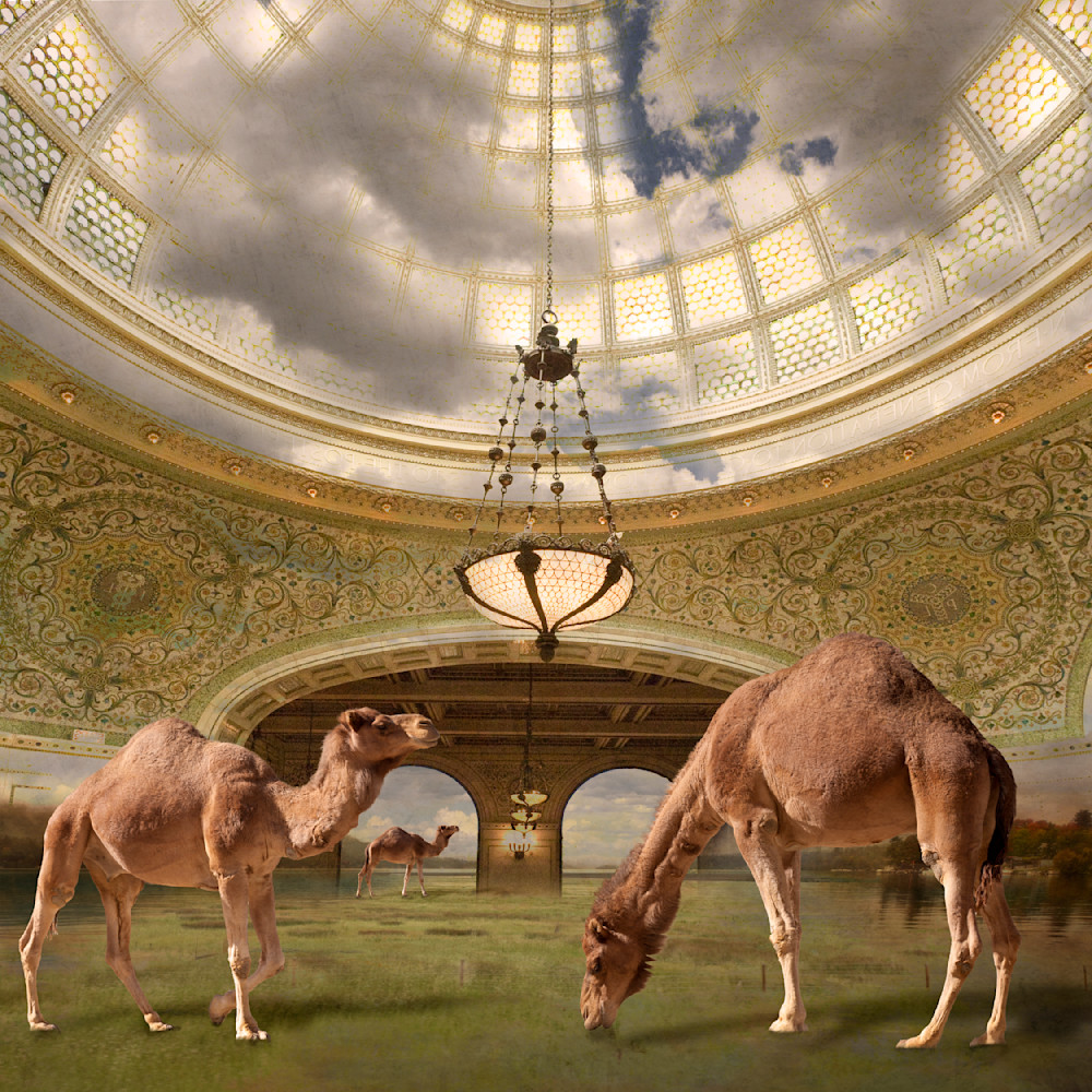 Camelos Paradisus Art | Sondra Wampler | fine art