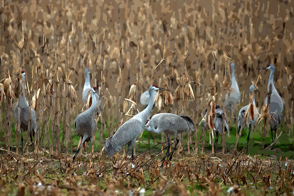 Sandhill Cranes Photography Art | Playful Gallery by Rob Harrison