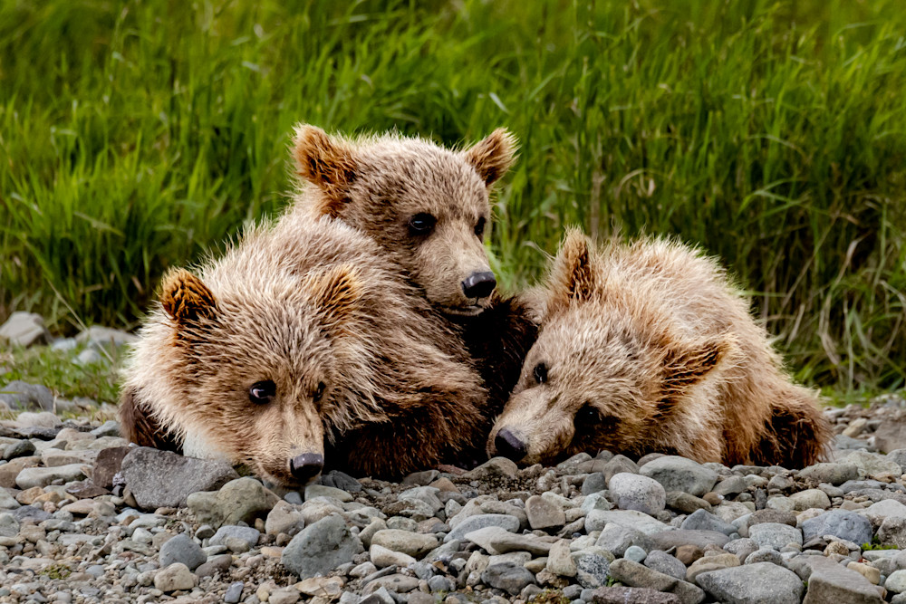 Brown Bear Cubs Alaska 