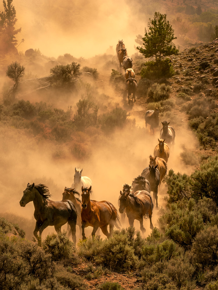 Cm Ranch Horse Run Photography Art | Jay Dickman Photography