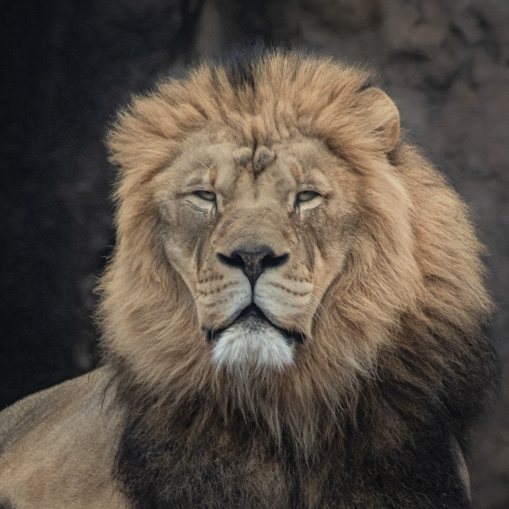 Lion portrait, that captures a mesmerizing moment where I am watching him watch me. I am reminded of the the beauty and power of the lion and their need for our intervention on behalf of lions that remain in the wild. 
