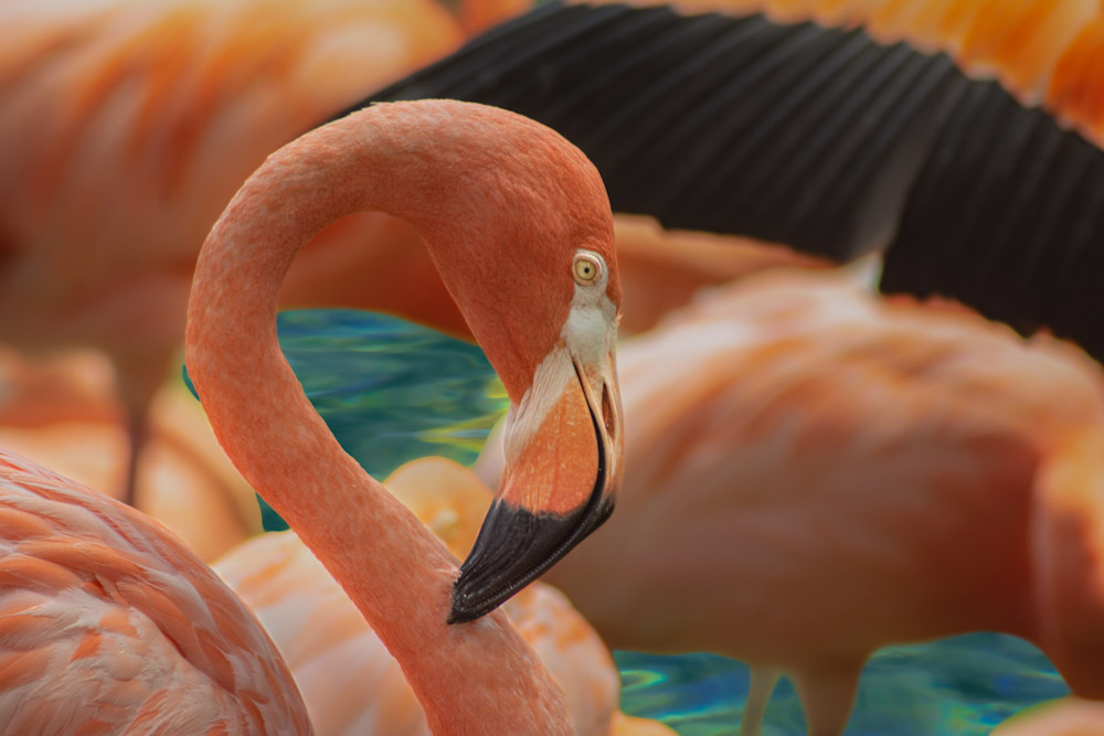 Pretty in pink portrays a group of flamingo with a focus on an individual.