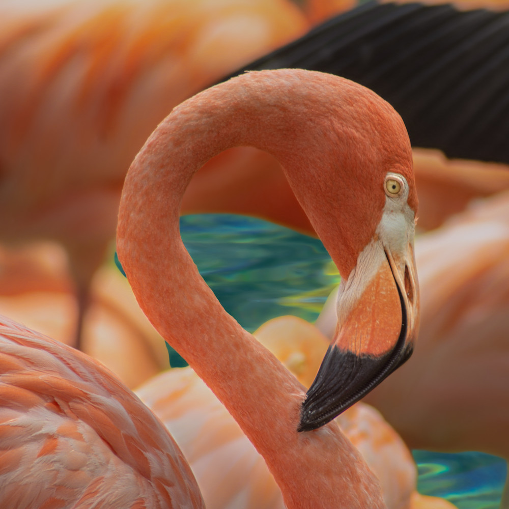 Zoomed in detail from Pretty in Pink.  Creates a portrait focusing on a individual flamingo.