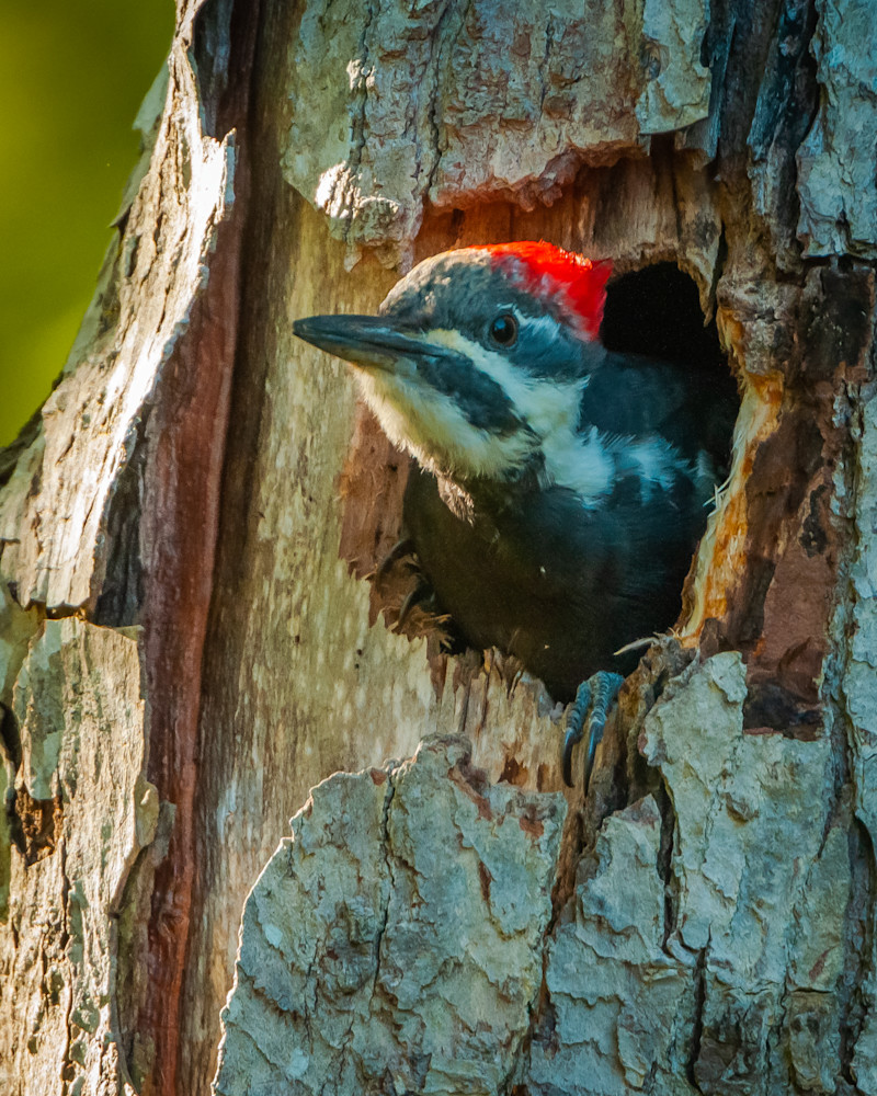 Pileated Woodpecker (2) Photography Art | Monteux Gallery