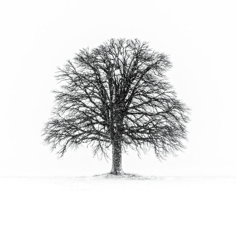 The Family Tree Art | Trevor Pottelberg Photography